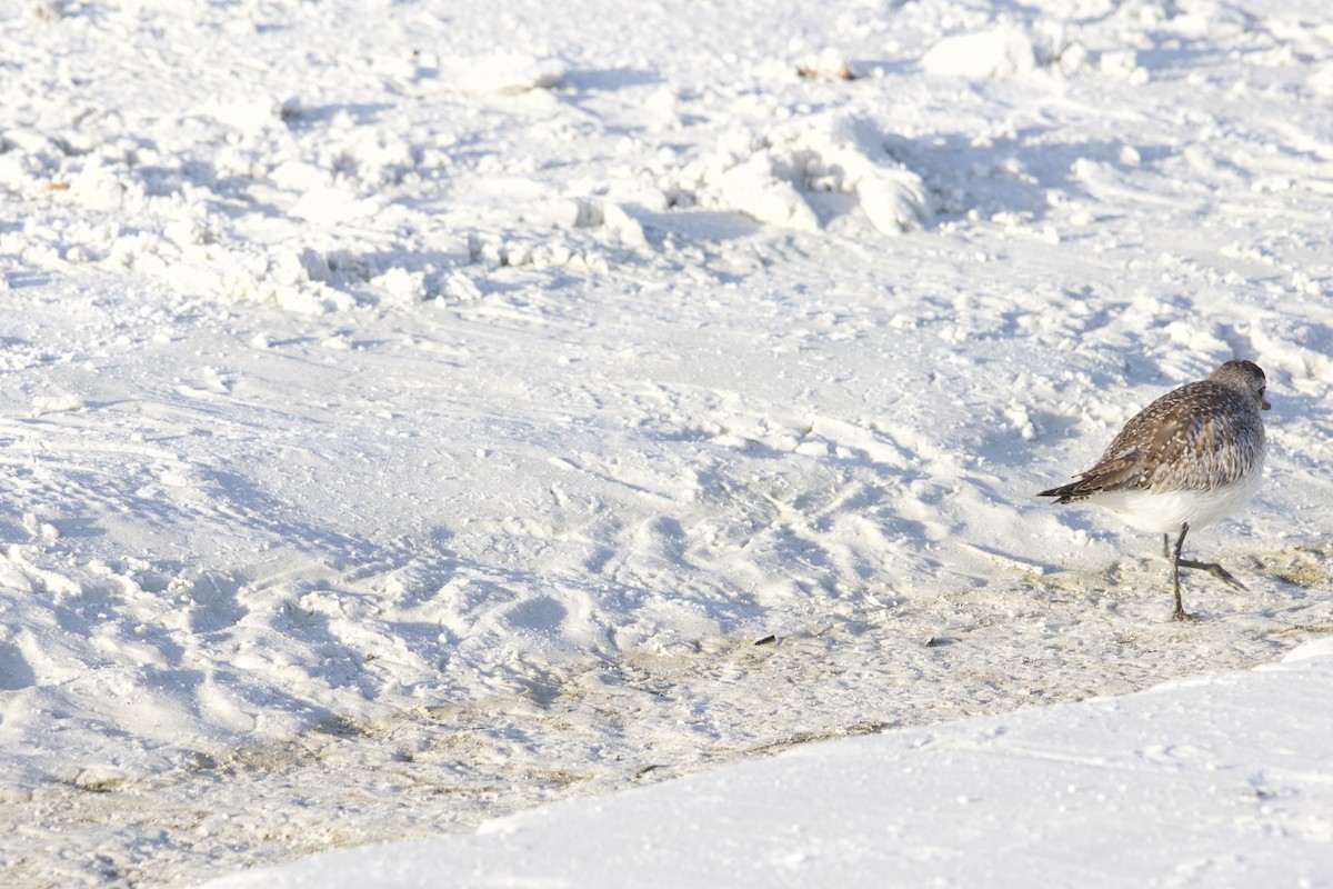 Буурал сүвээ цагаан - ML646714779