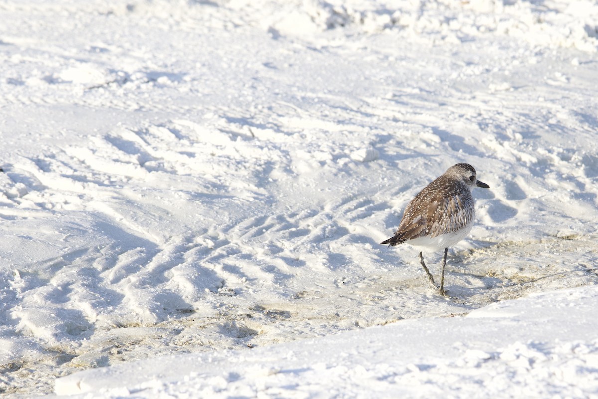 Буурал сүвээ цагаан - ML646714780