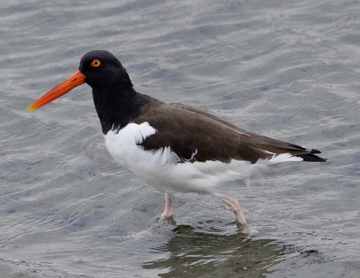 Braunmantel-Austernfischer - ML646714781