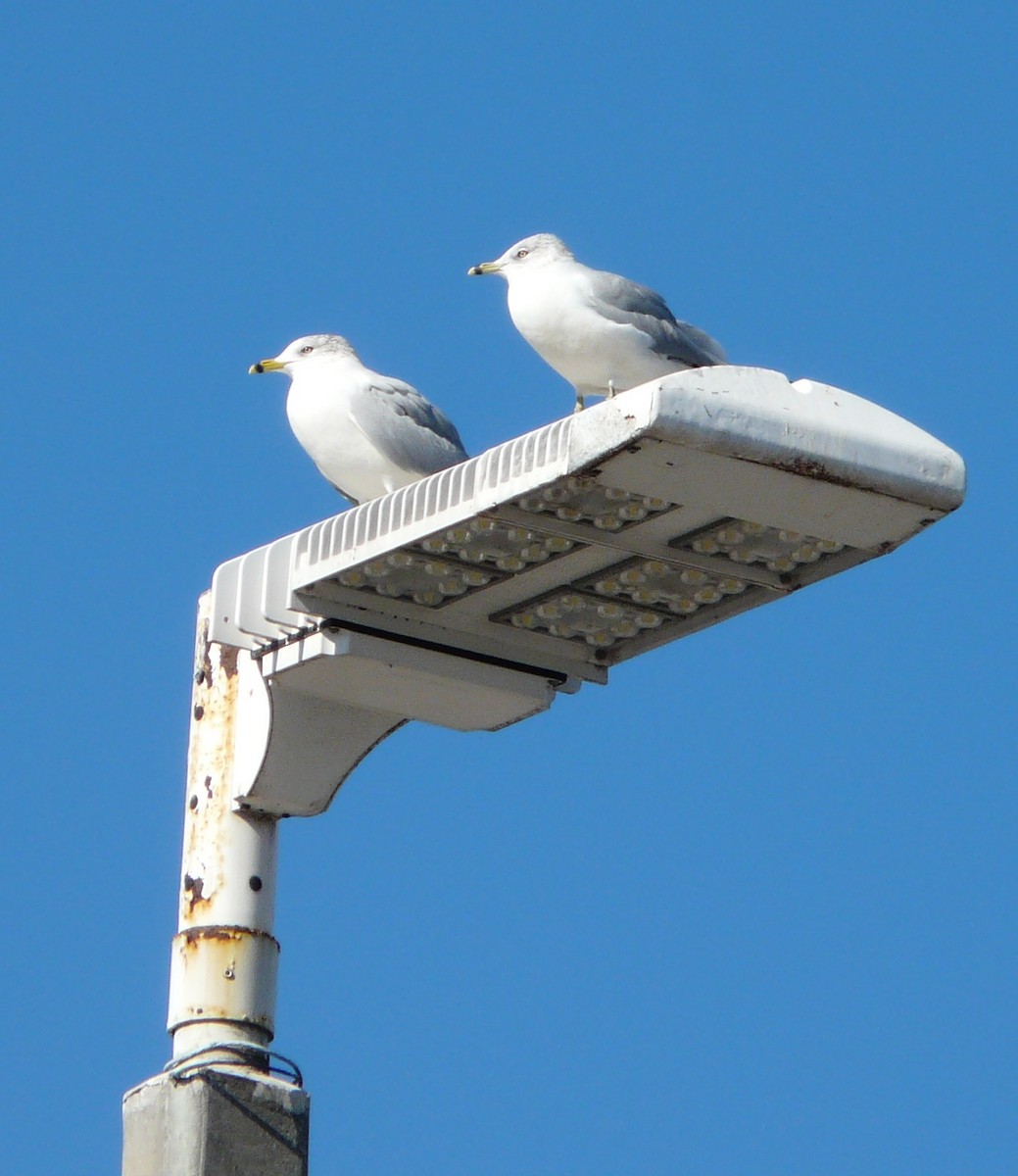 Ring-billed Gull - ML646714783