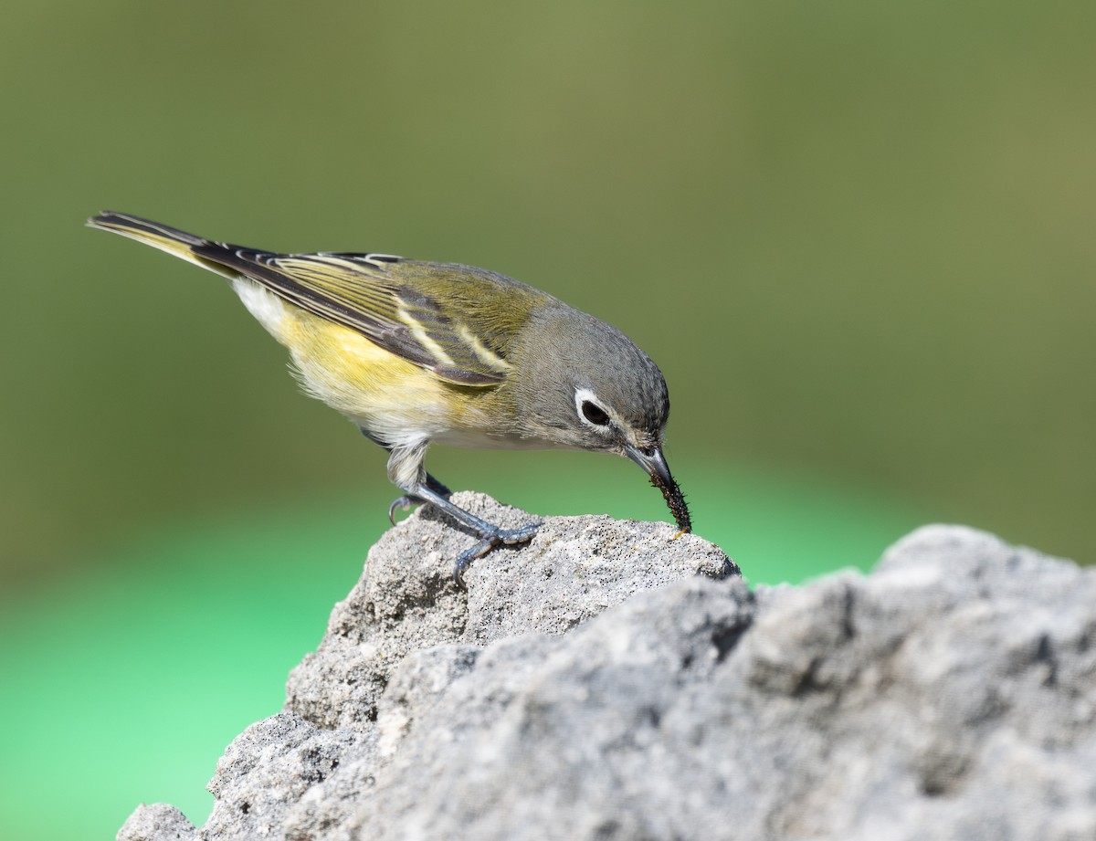 Blue-headed Vireo - ML646714802