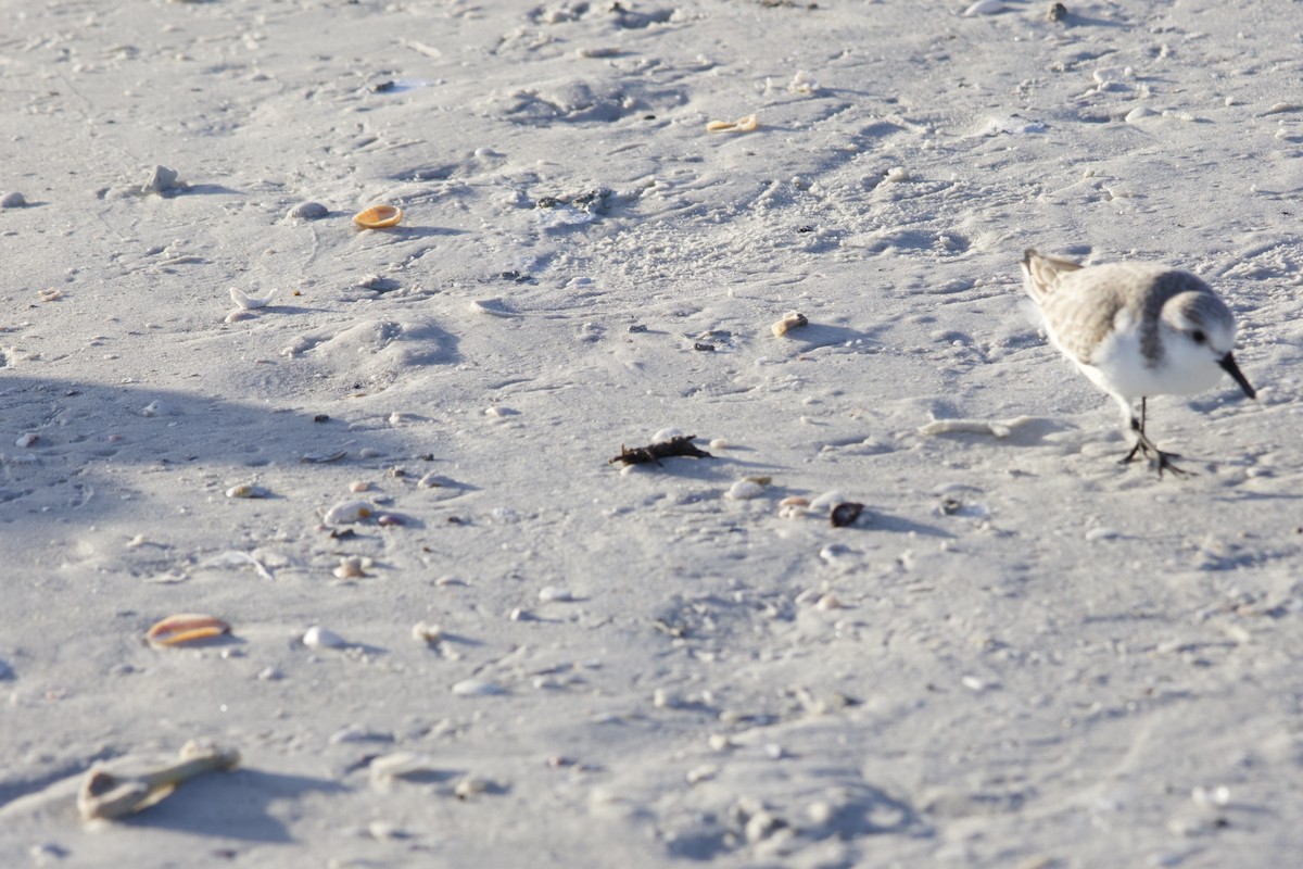 Гурвалж элсэг - ML646714809