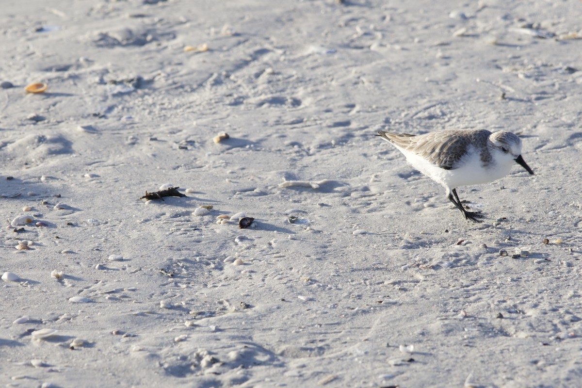 Гурвалж элсэг - ML646714810