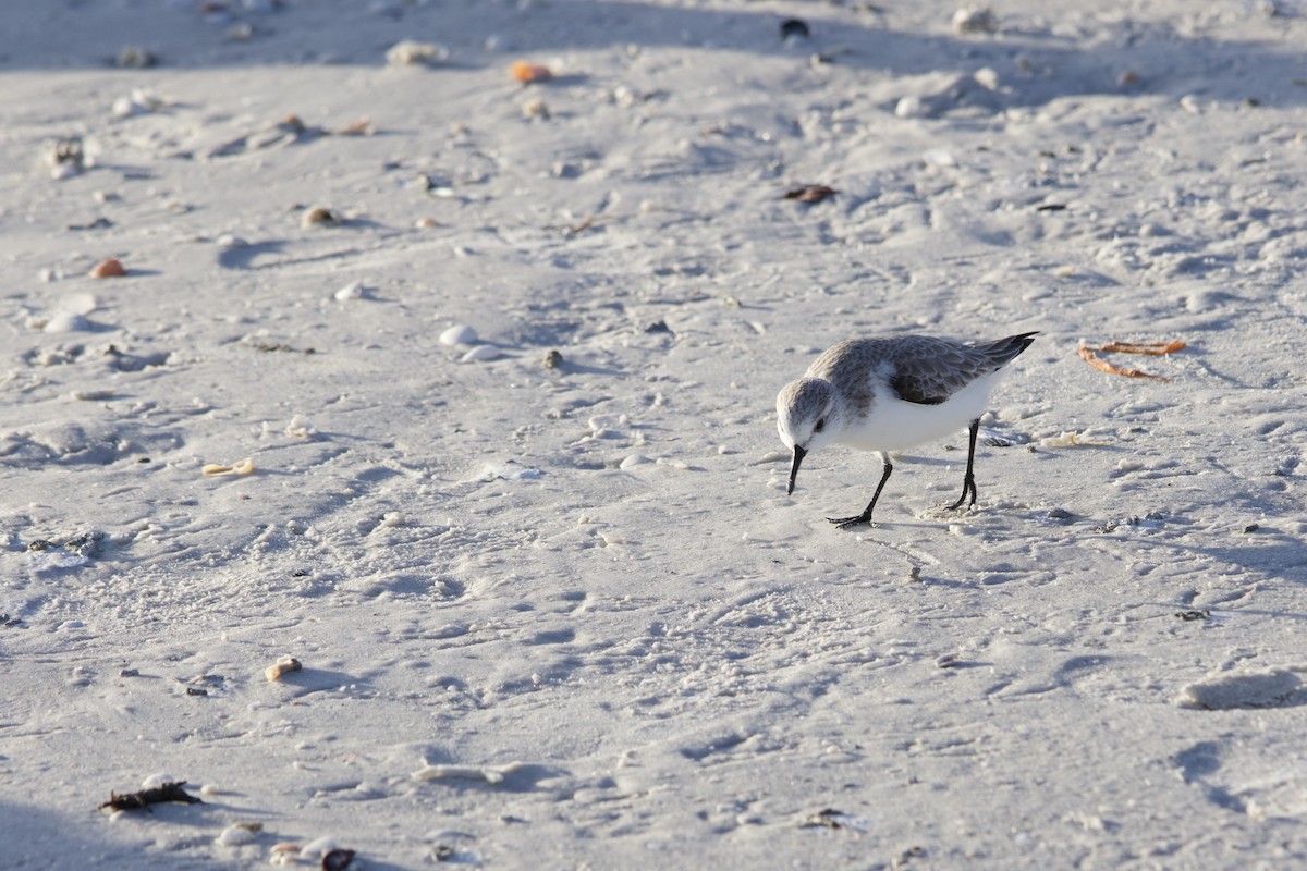 Гурвалж элсэг - ML646714811