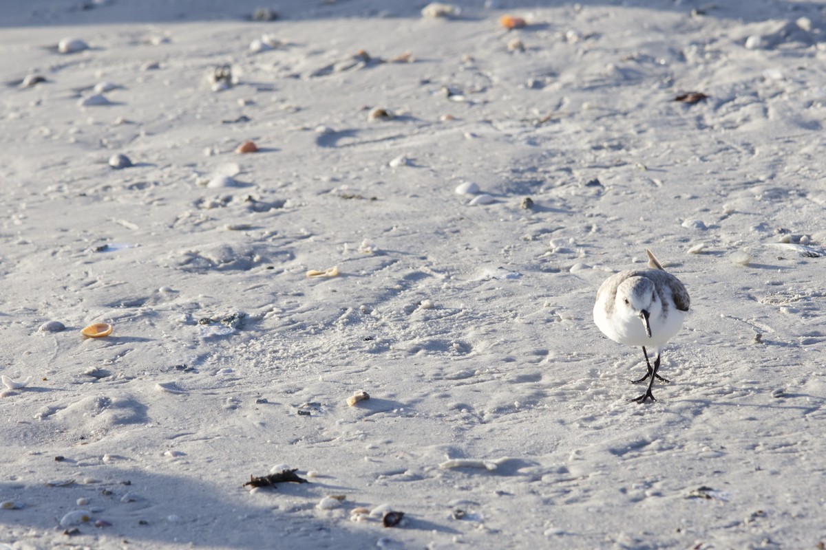 Гурвалж элсэг - ML646714812