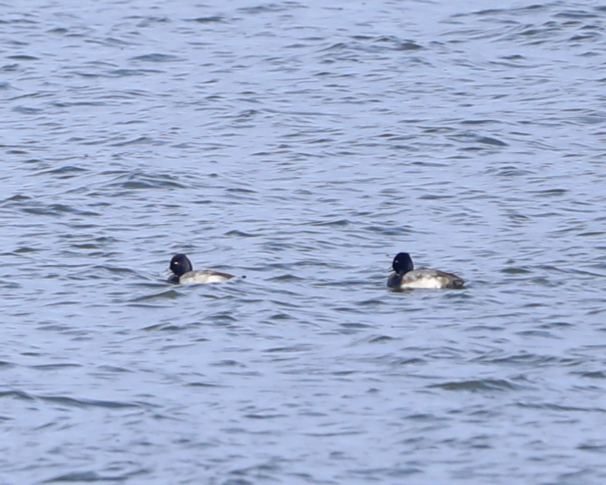 Lesser Scaup - ML646714813