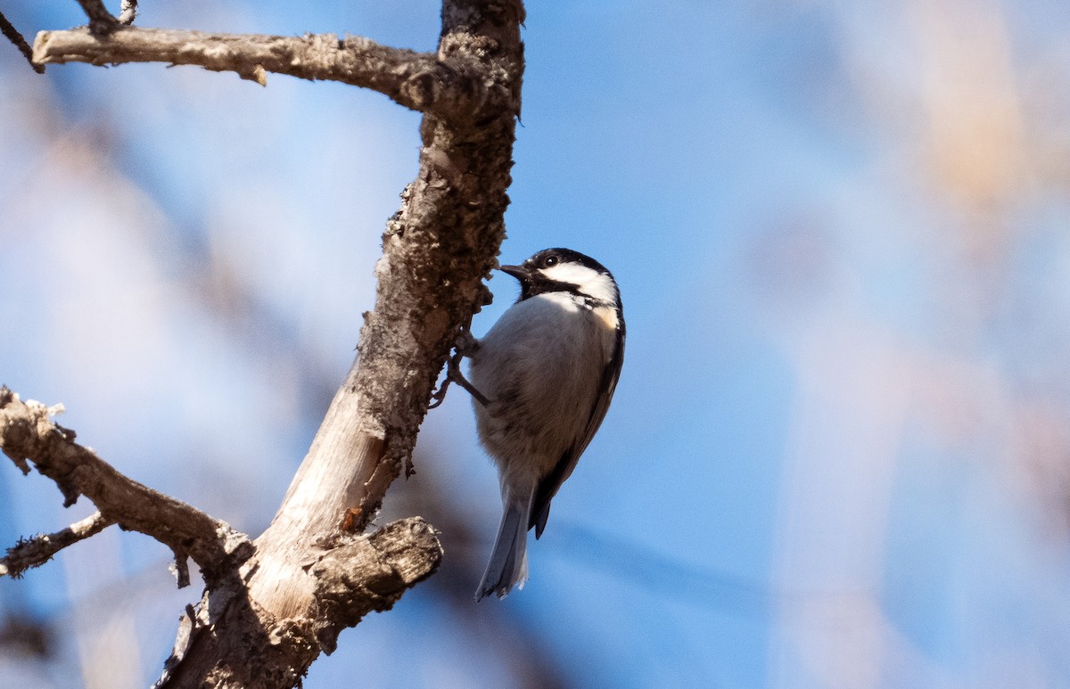 Coal Tit - ML646714815