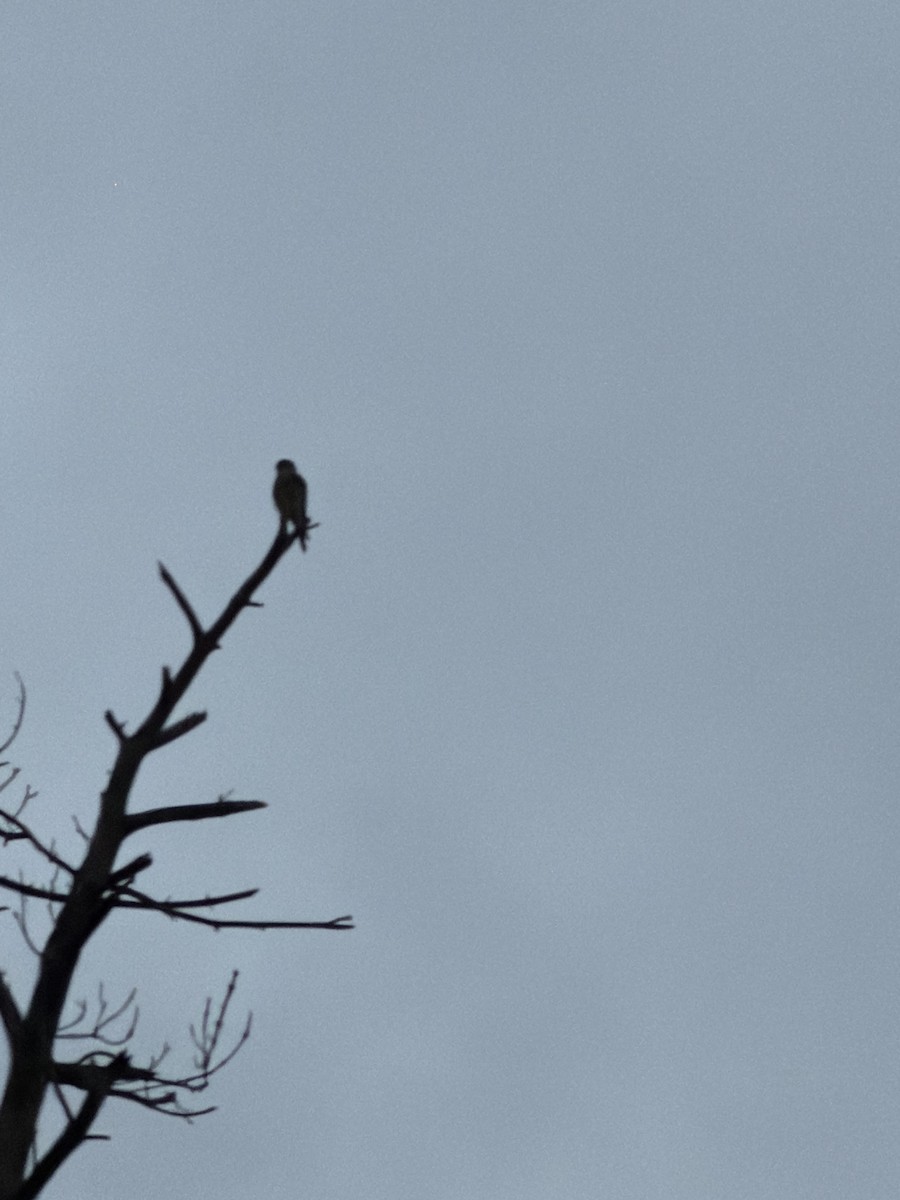 Merlin - ML646714816