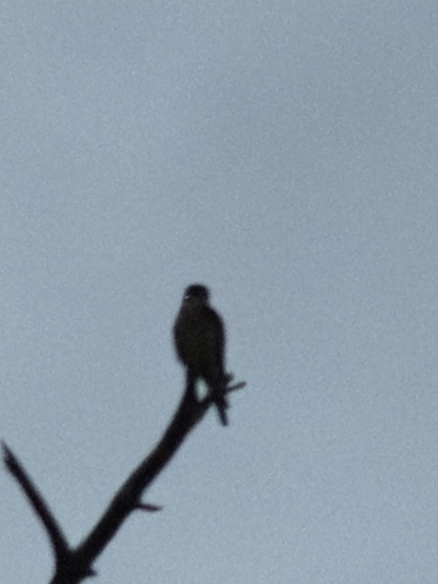 Merlin - ML646714818