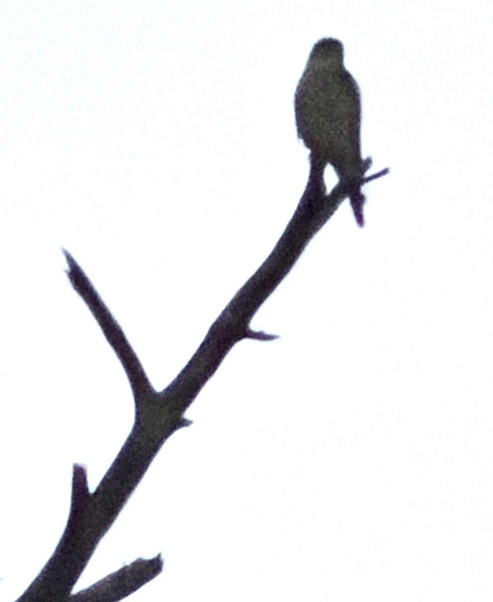 Merlin - ML646714825