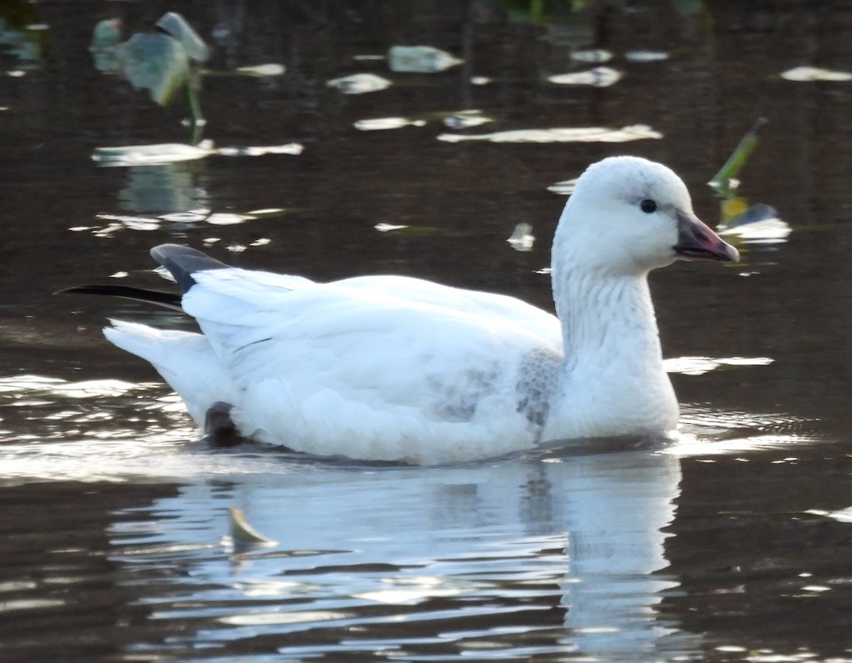 Küçük Kar Kazı - ML646714826