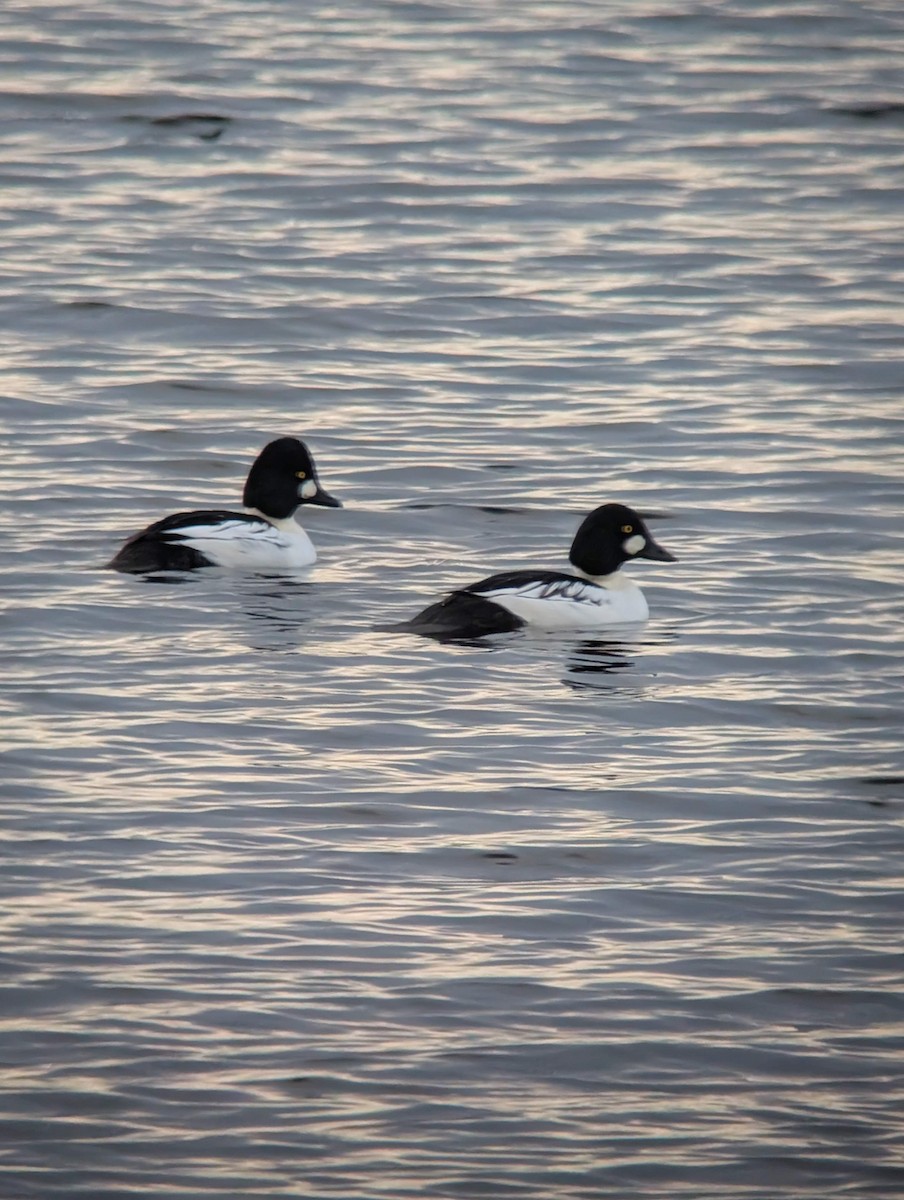 Common Goldeneye - ML646714831