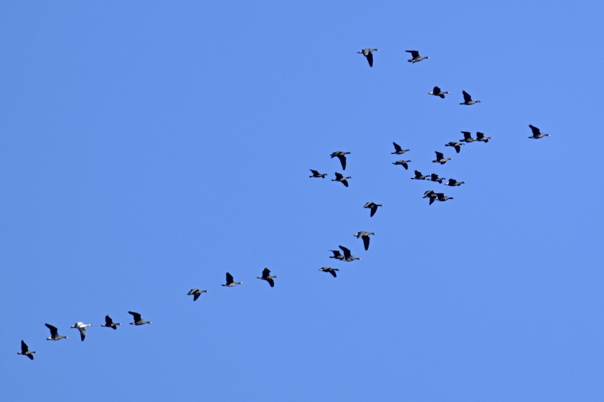 Blässgans - ML646714832