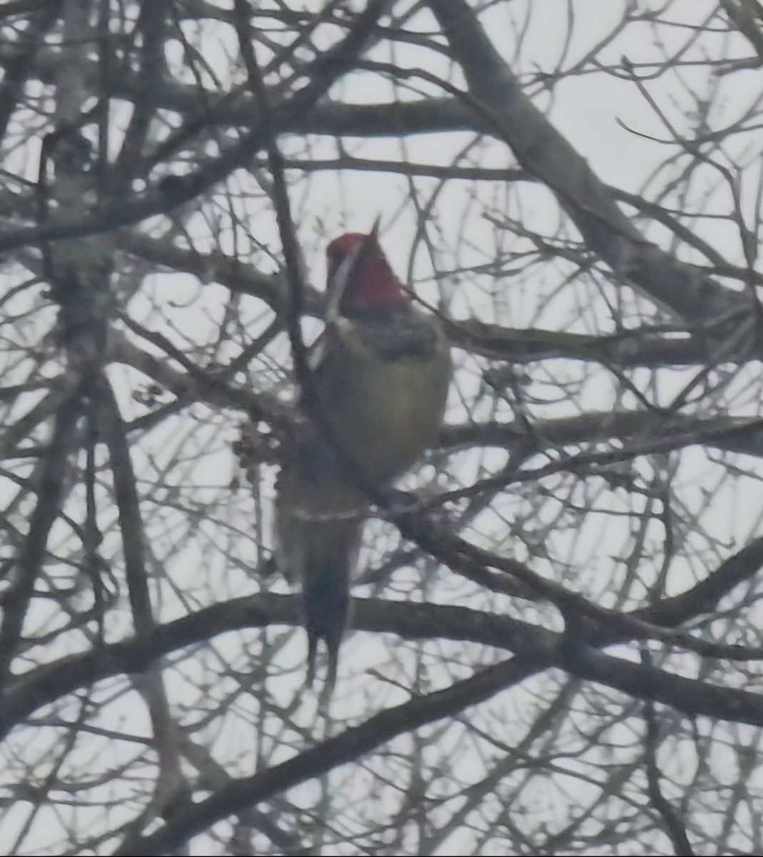 Желтобрюхий дятел-сокоед - ML646714836