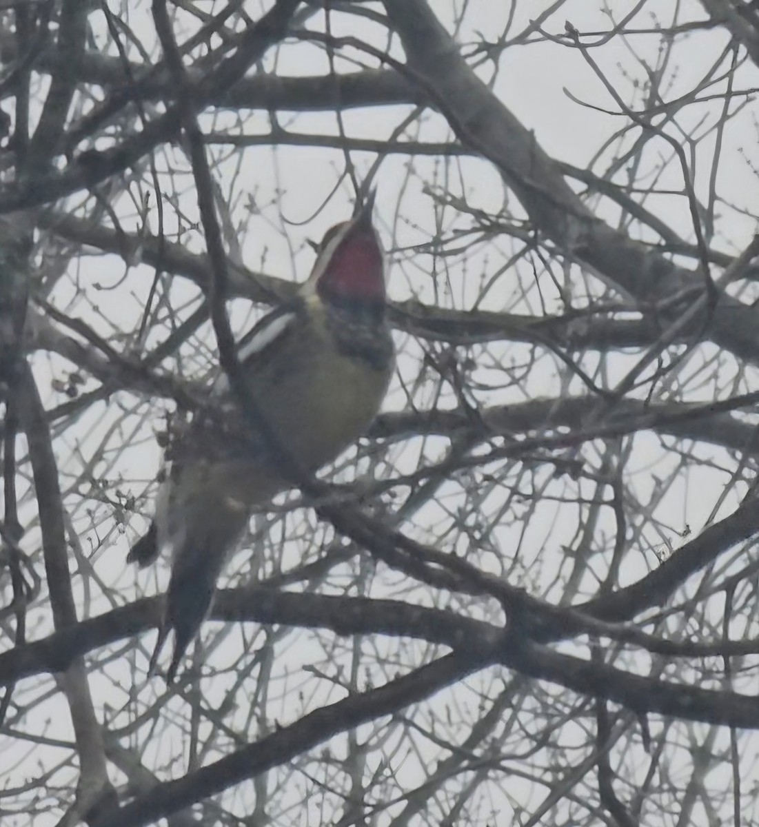 Желтобрюхий дятел-сокоед - ML646714837