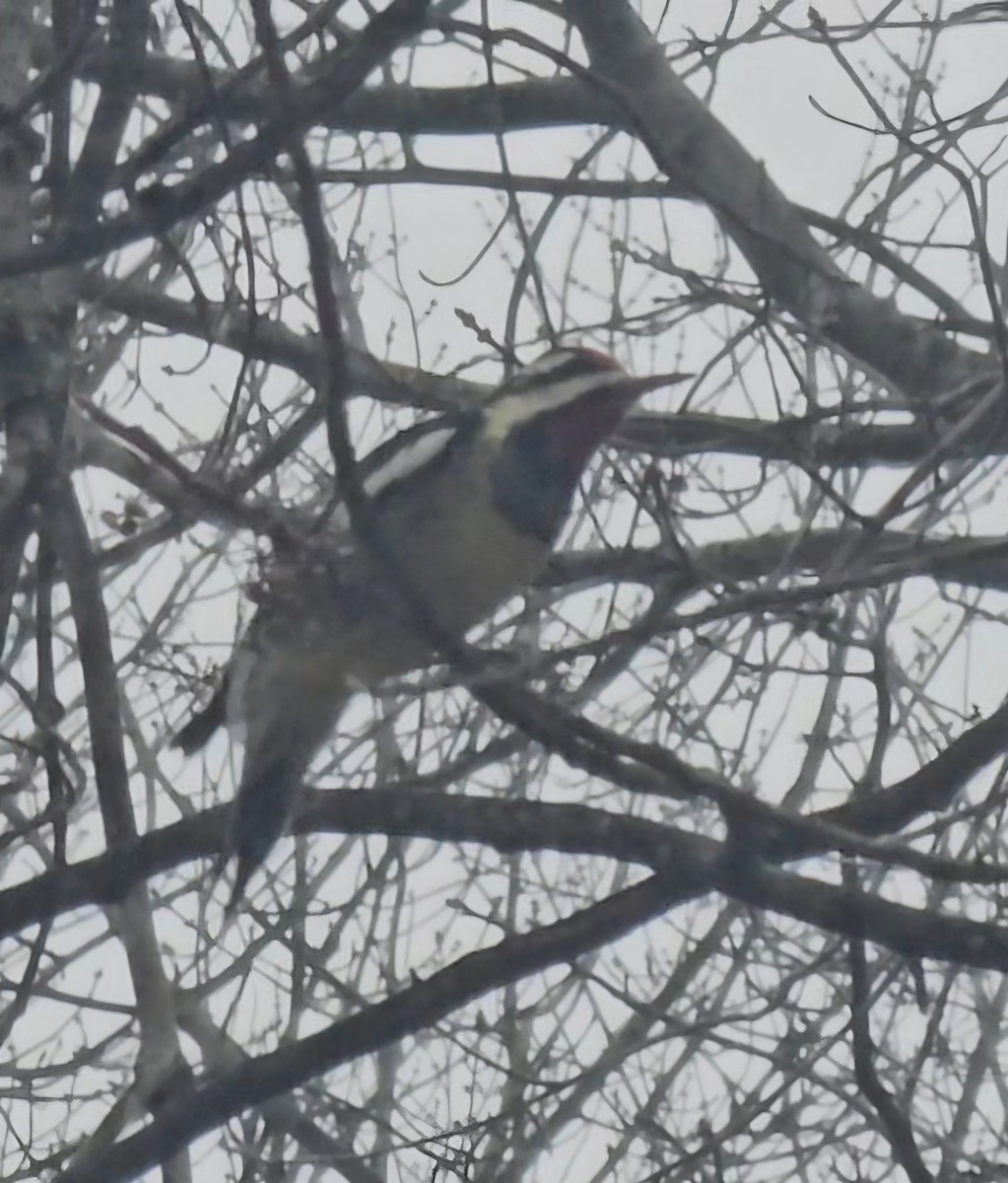 Желтобрюхий дятел-сокоед - ML646714838