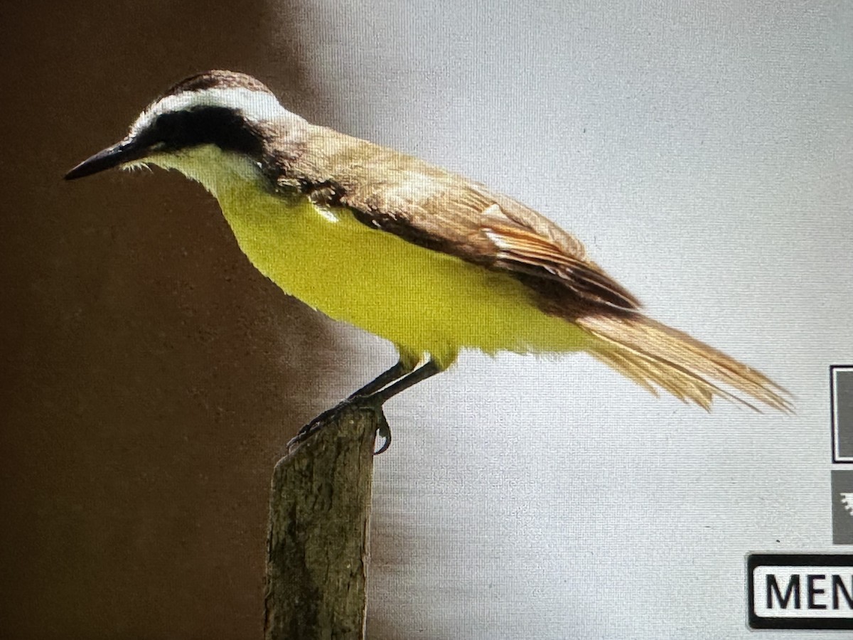 Lesser Kiskadee - ML646714839