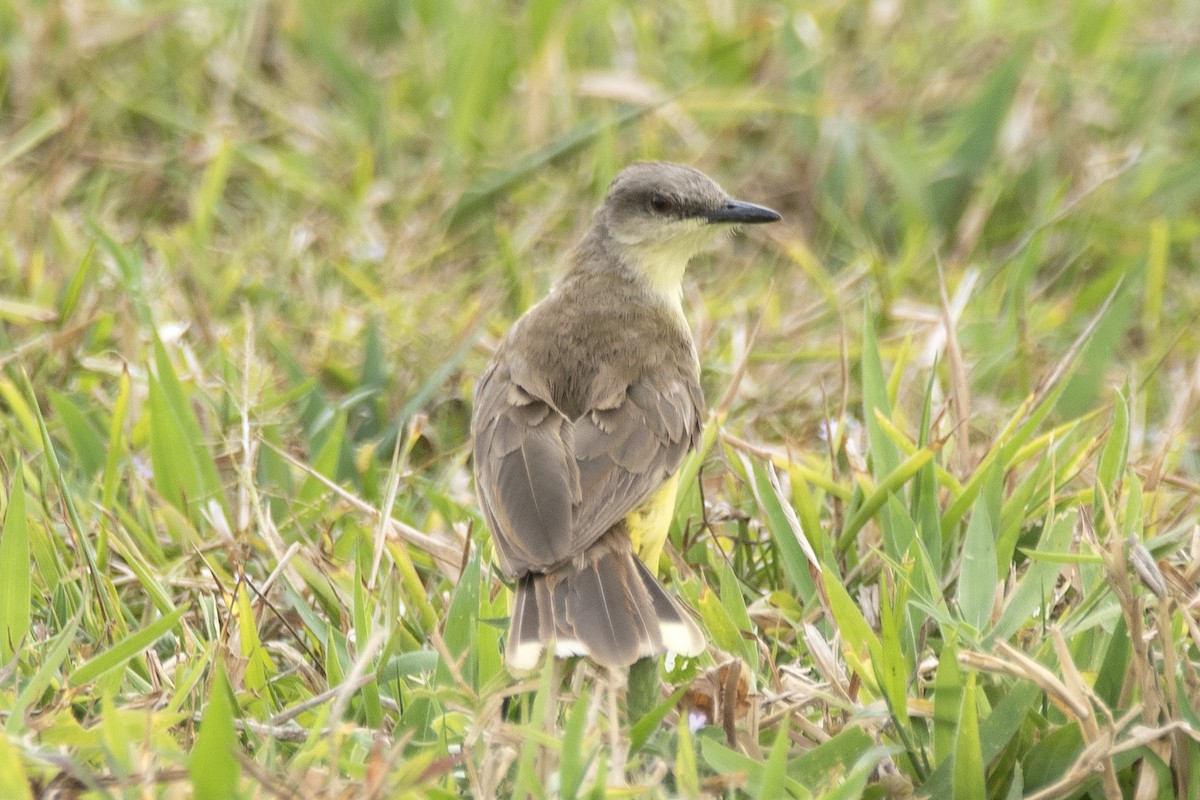 ウシタイランチョウ - ML646714841