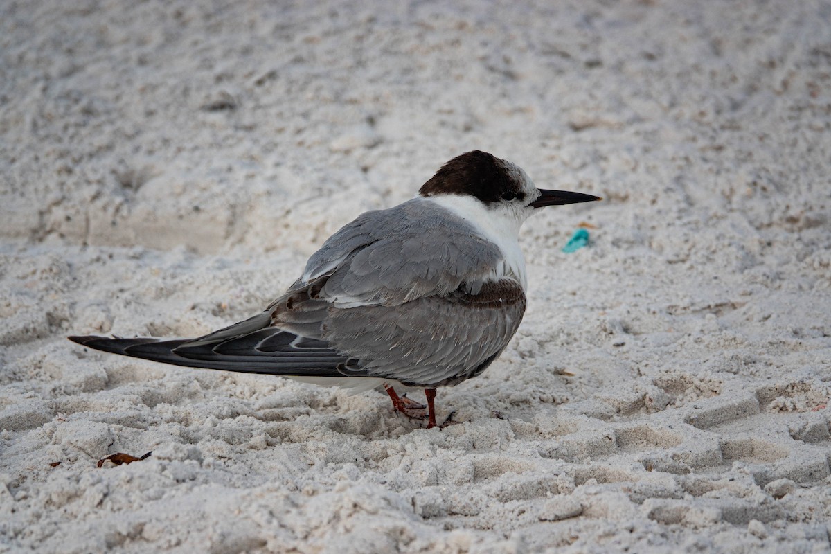 makrellterne - ML646714845