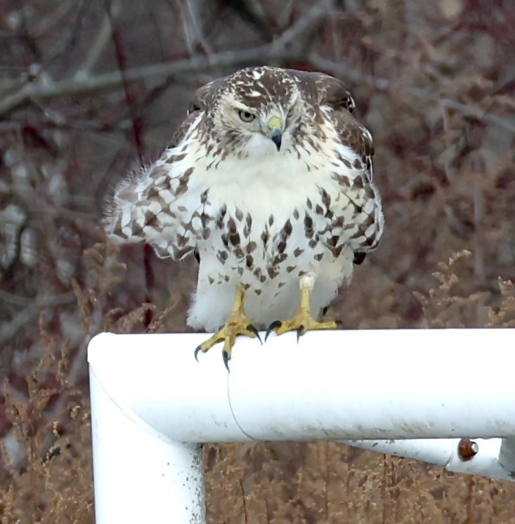 Buse à queue rousse - ML646714846