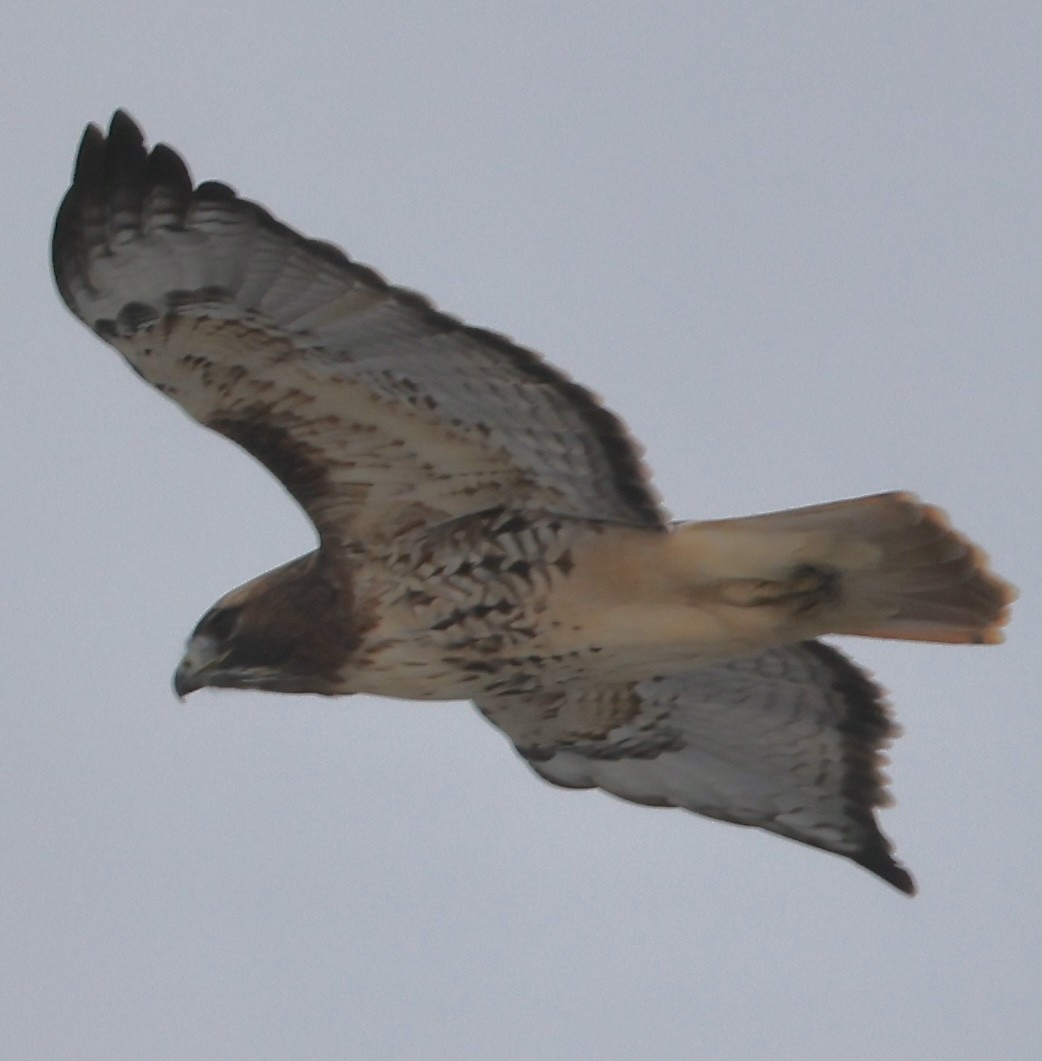 Buse à queue rousse - ML646714847