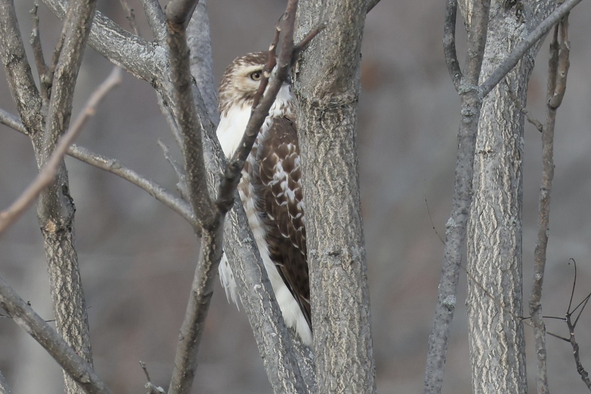 Buse à queue rousse - ML646714848