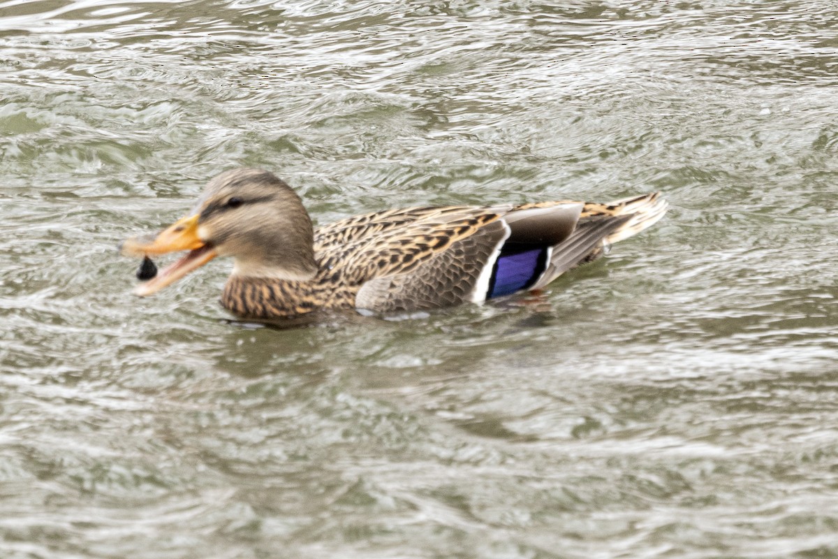 kachna divoká - ML646714849