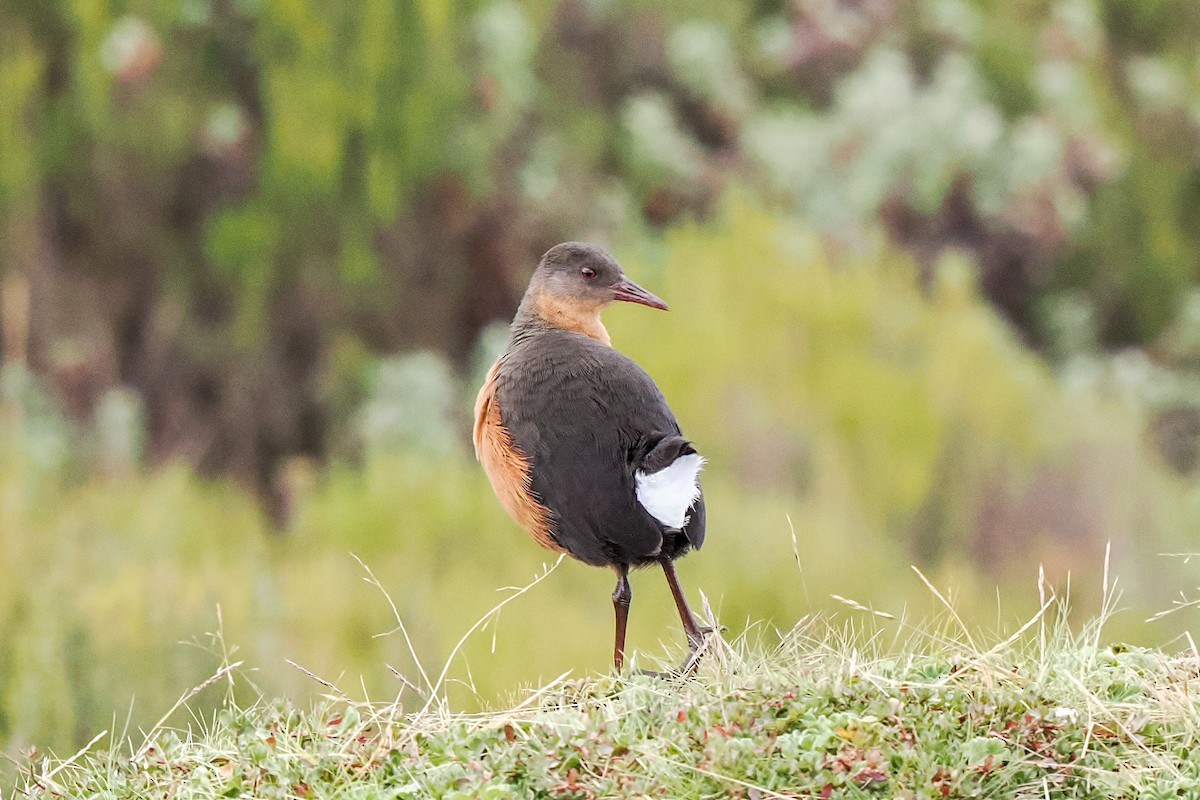 Rouget's Rail - ML646714853