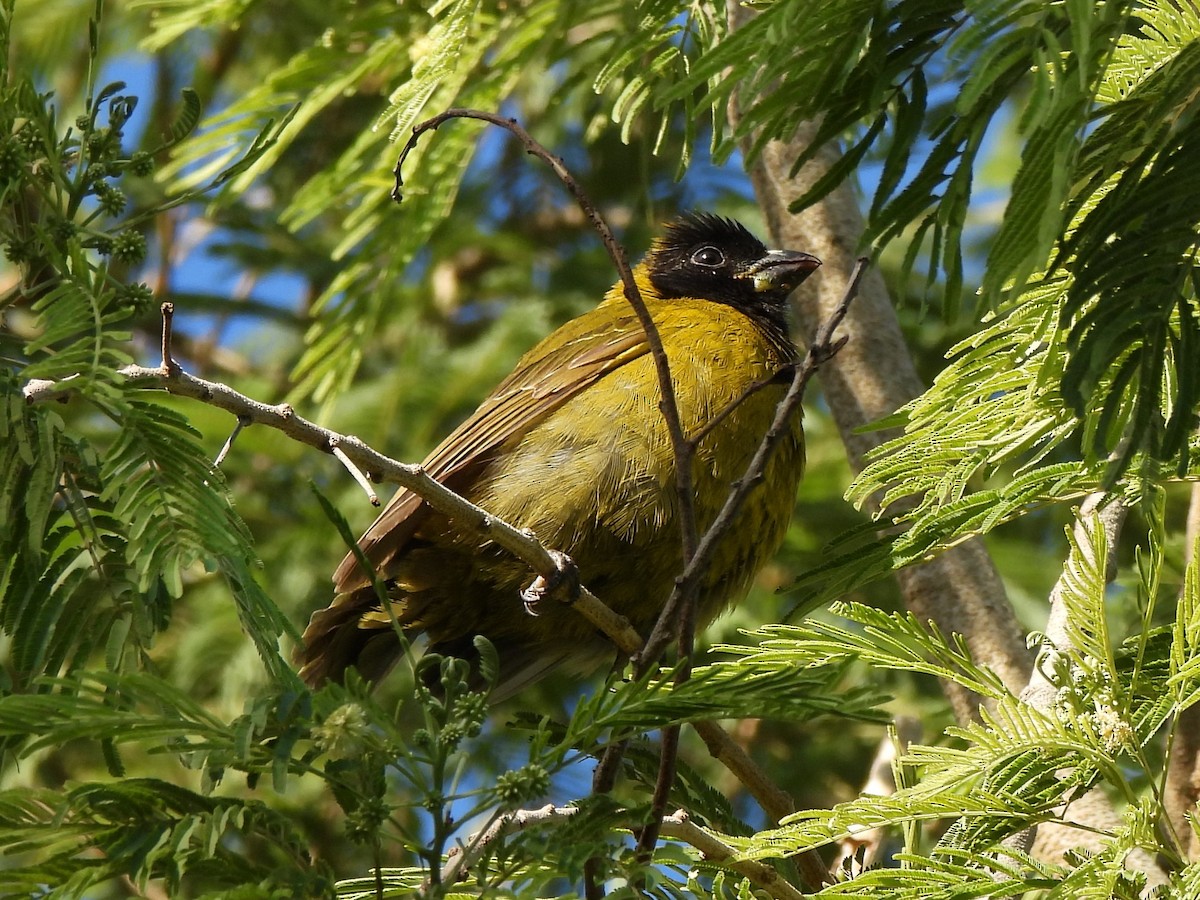 クロアカイカル - ML646714855