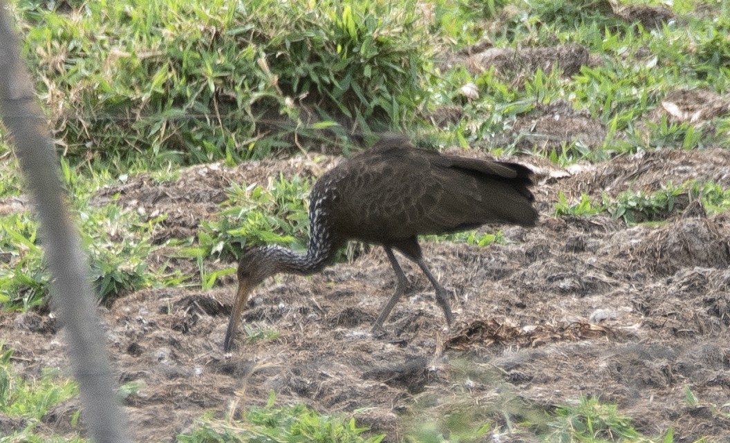 ツルモドキ（guarauna） - ML646714856