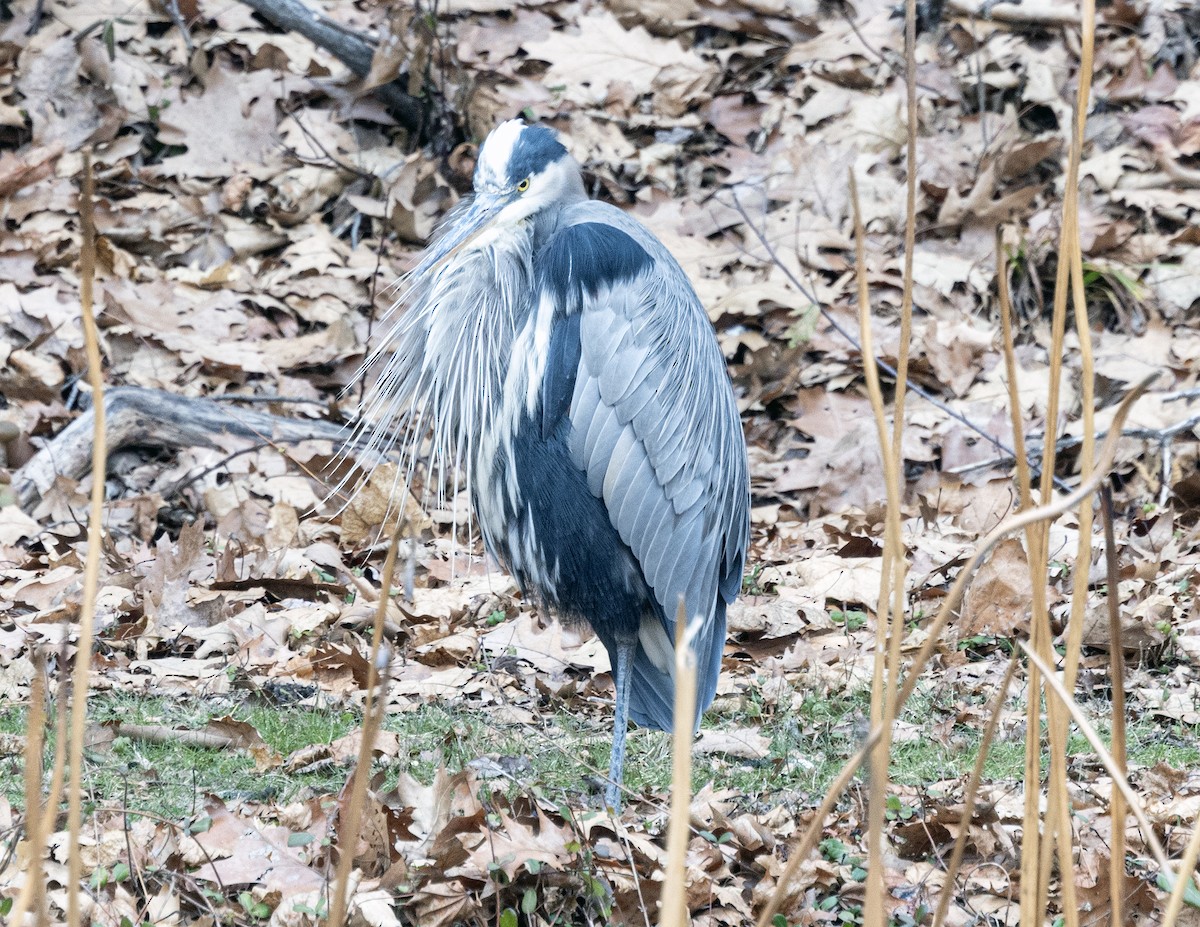 volavka velká - ML646714859