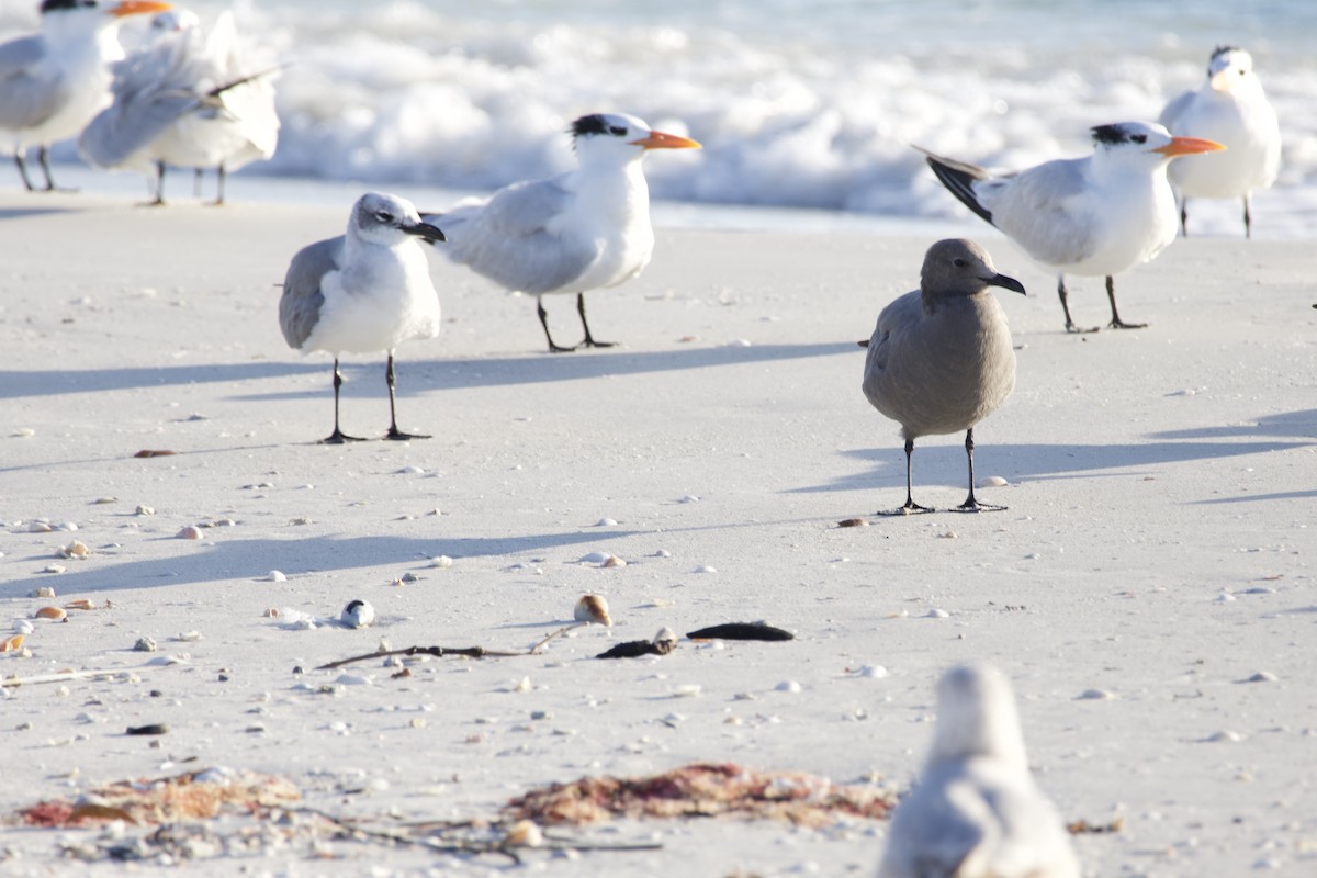 Gray Gull - ML646714861