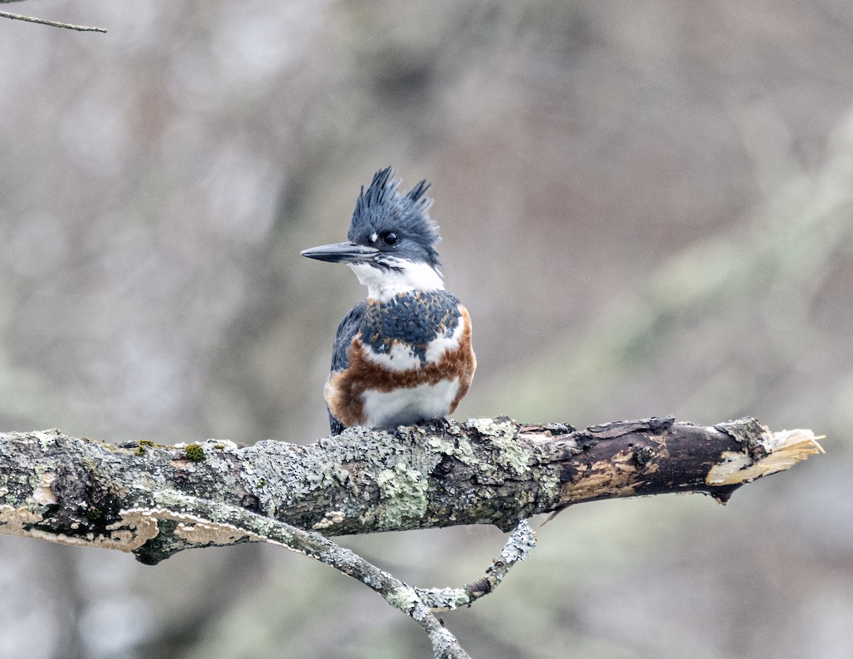 rybařík pruhoprsý - ML646714865