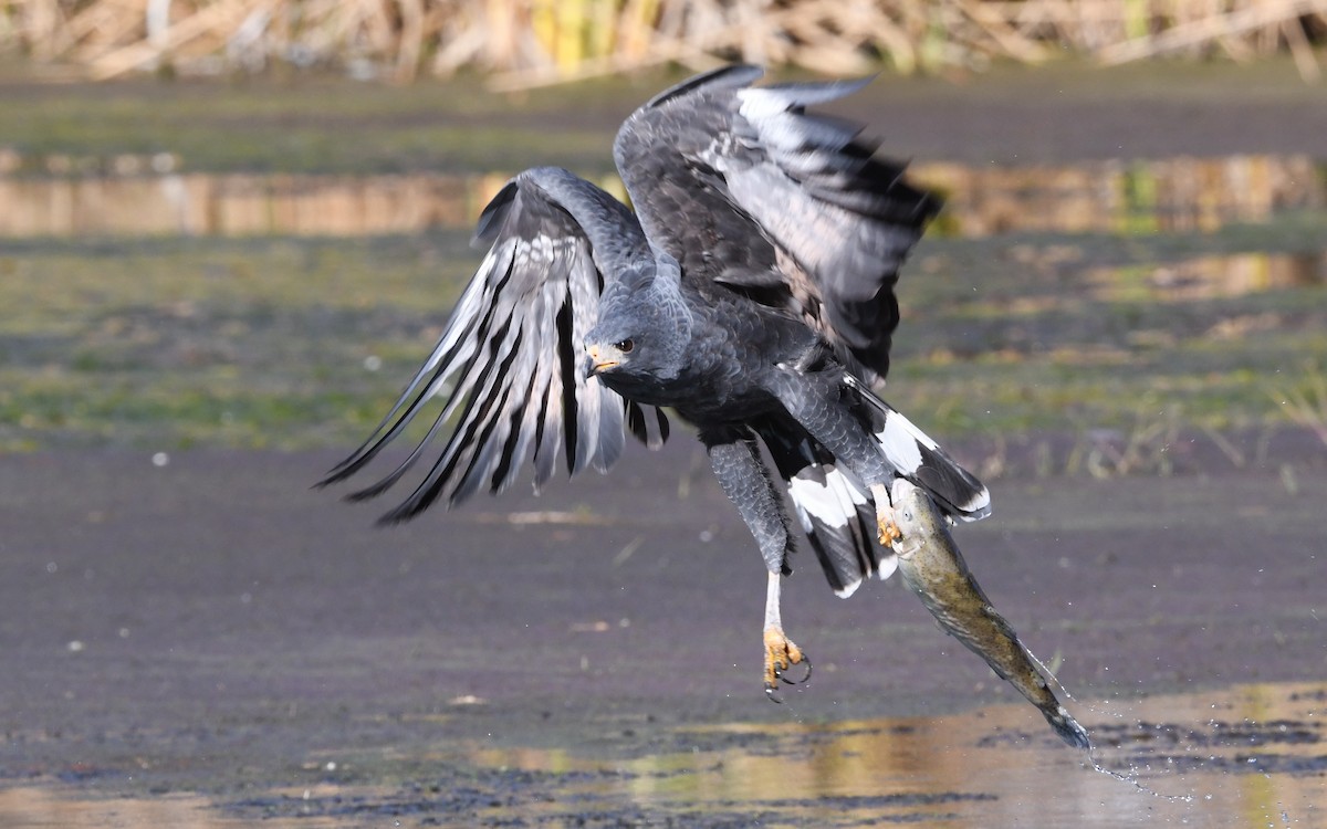 Common Black Hawk - ML646714867