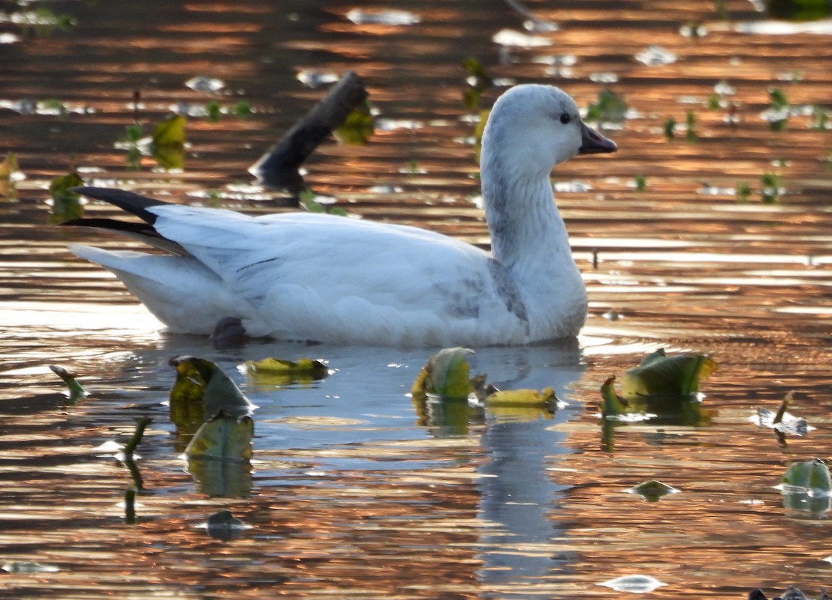 Küçük Kar Kazı - ML646714869