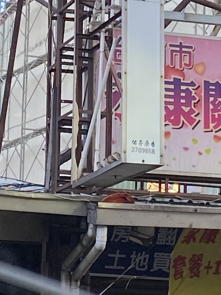 Горобець польовий - ML646714871