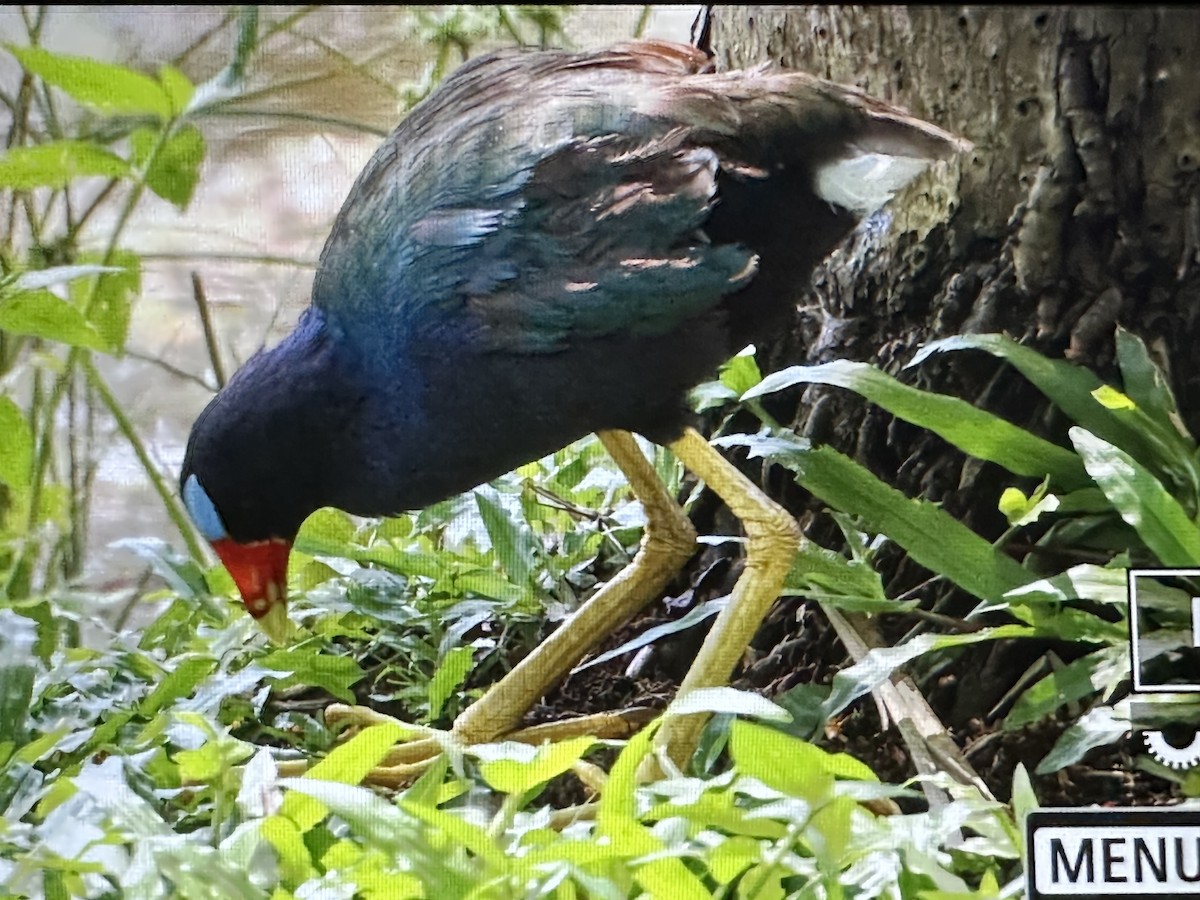 Purple Gallinule - ML646714872