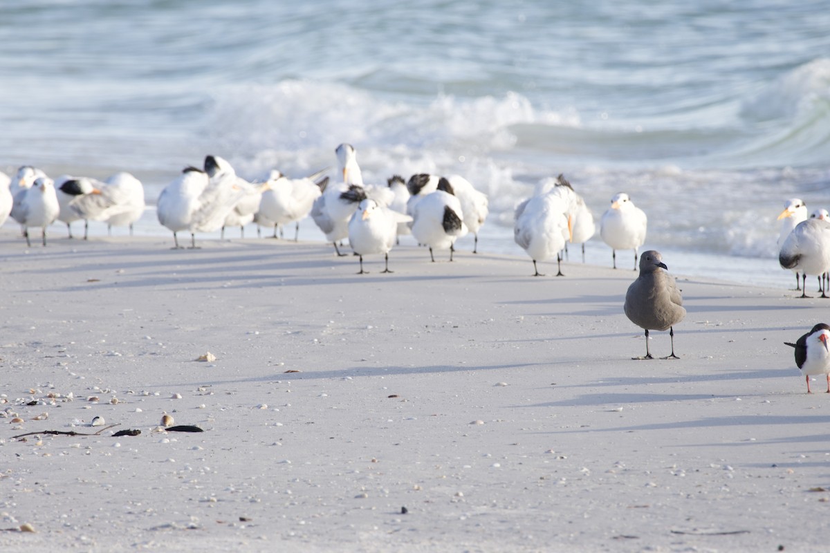 Gray Gull - ML646714873