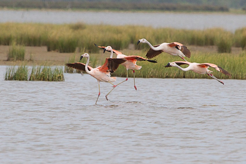 Chilean Flamingo - ML646714874