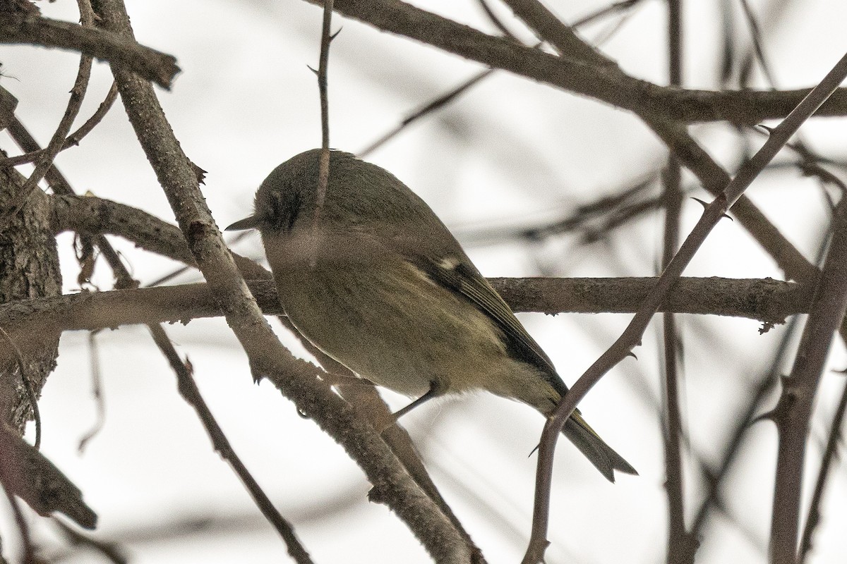 králíček americký - ML646714876