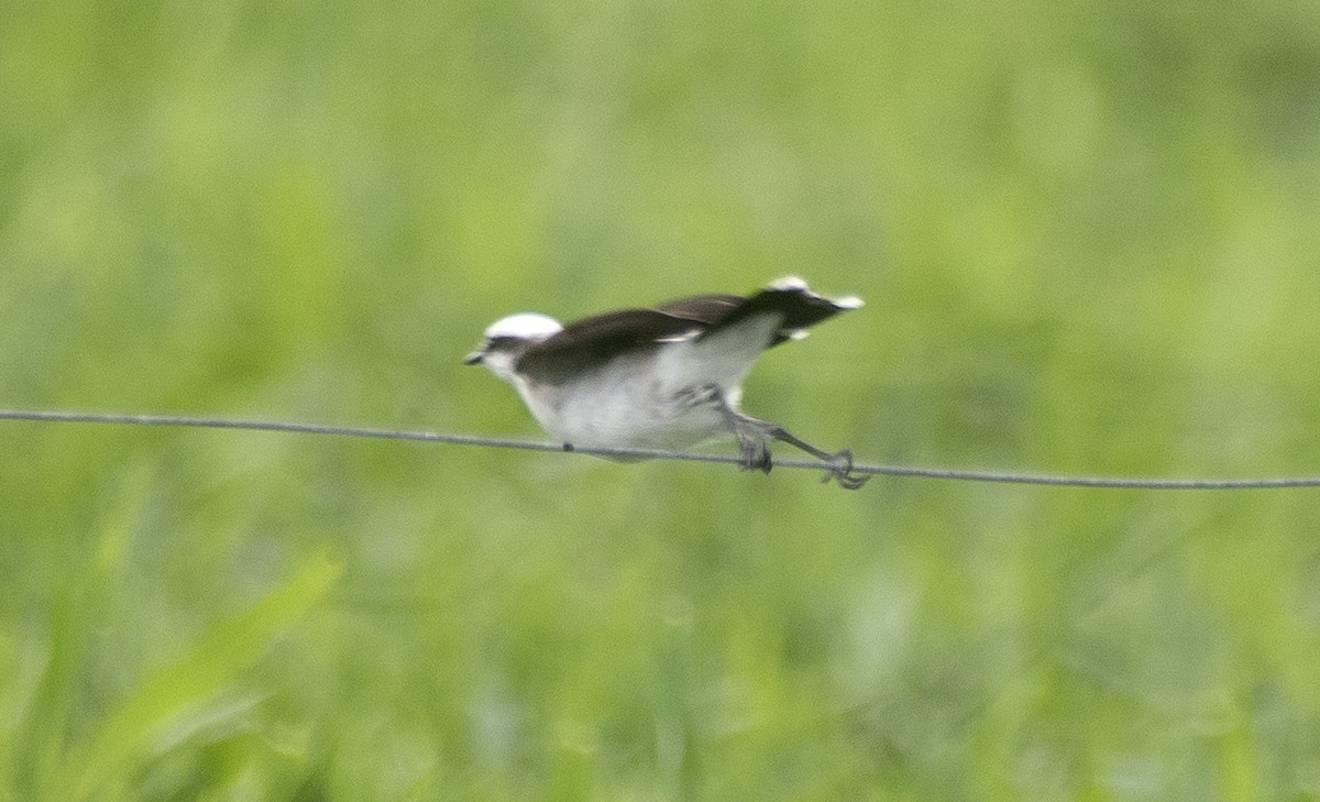 マダラタイランチョウ - ML646714877