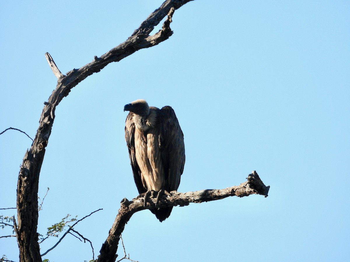 Weißrückengeier - ML646714885