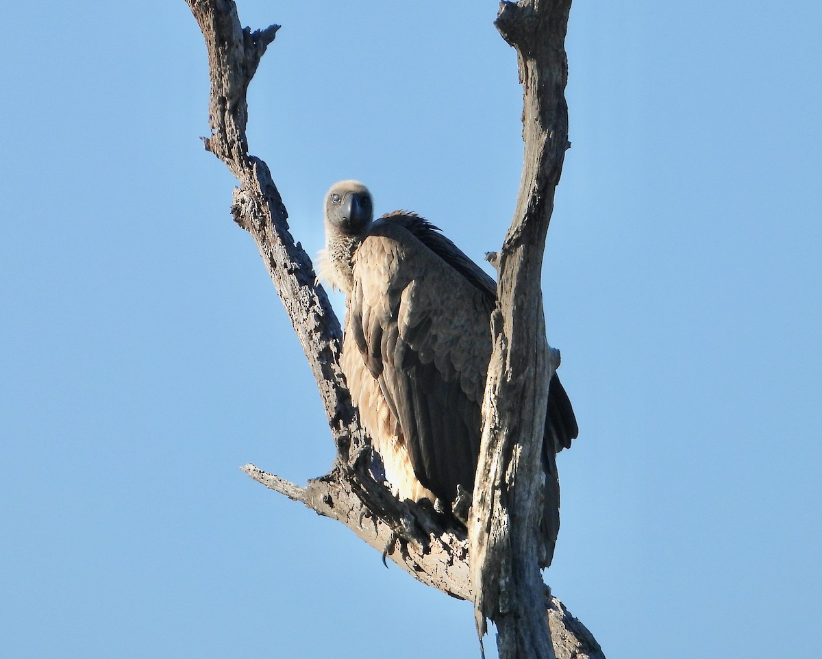 Weißrückengeier - ML646714886