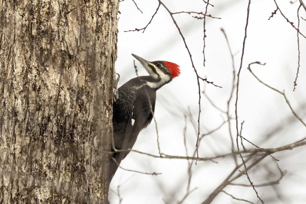 datel chocholatý - ML646714887