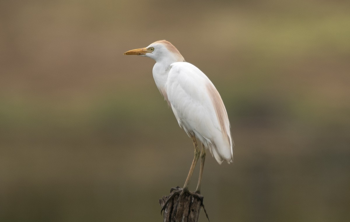 ニシアマサギ - ML646714892