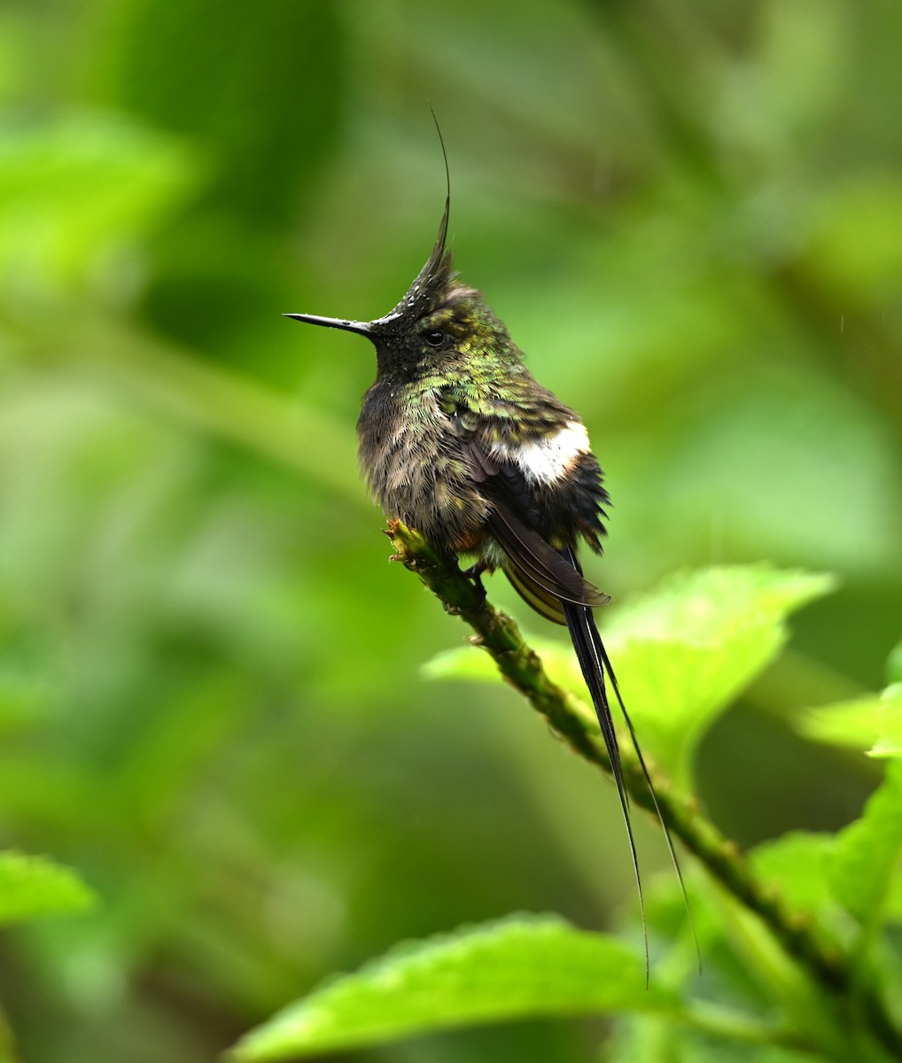 Coquette de Popelaire - ML646714893