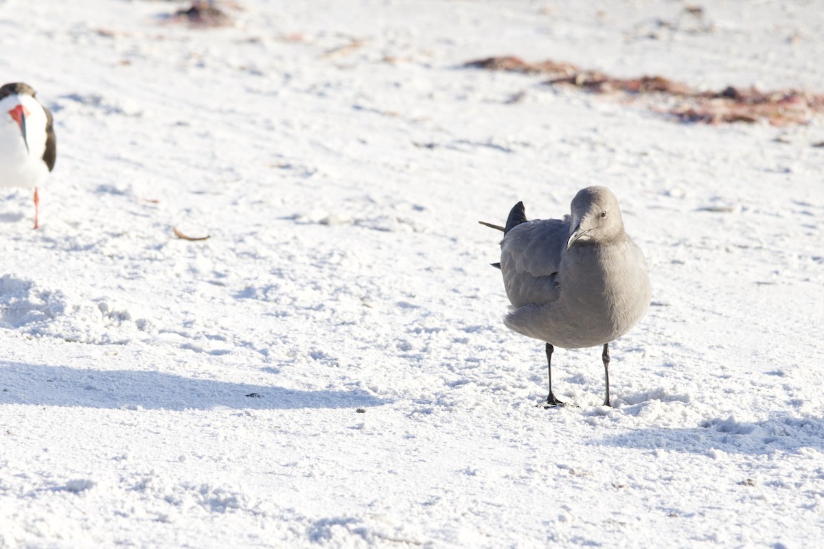 Gray Gull - ML646714896