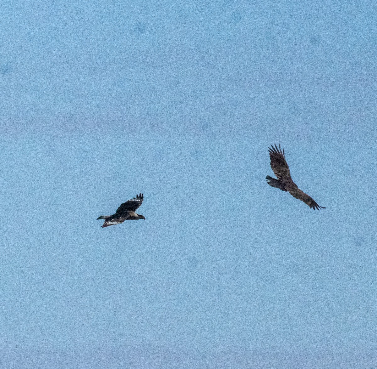 Crested Caracara - ML646714901