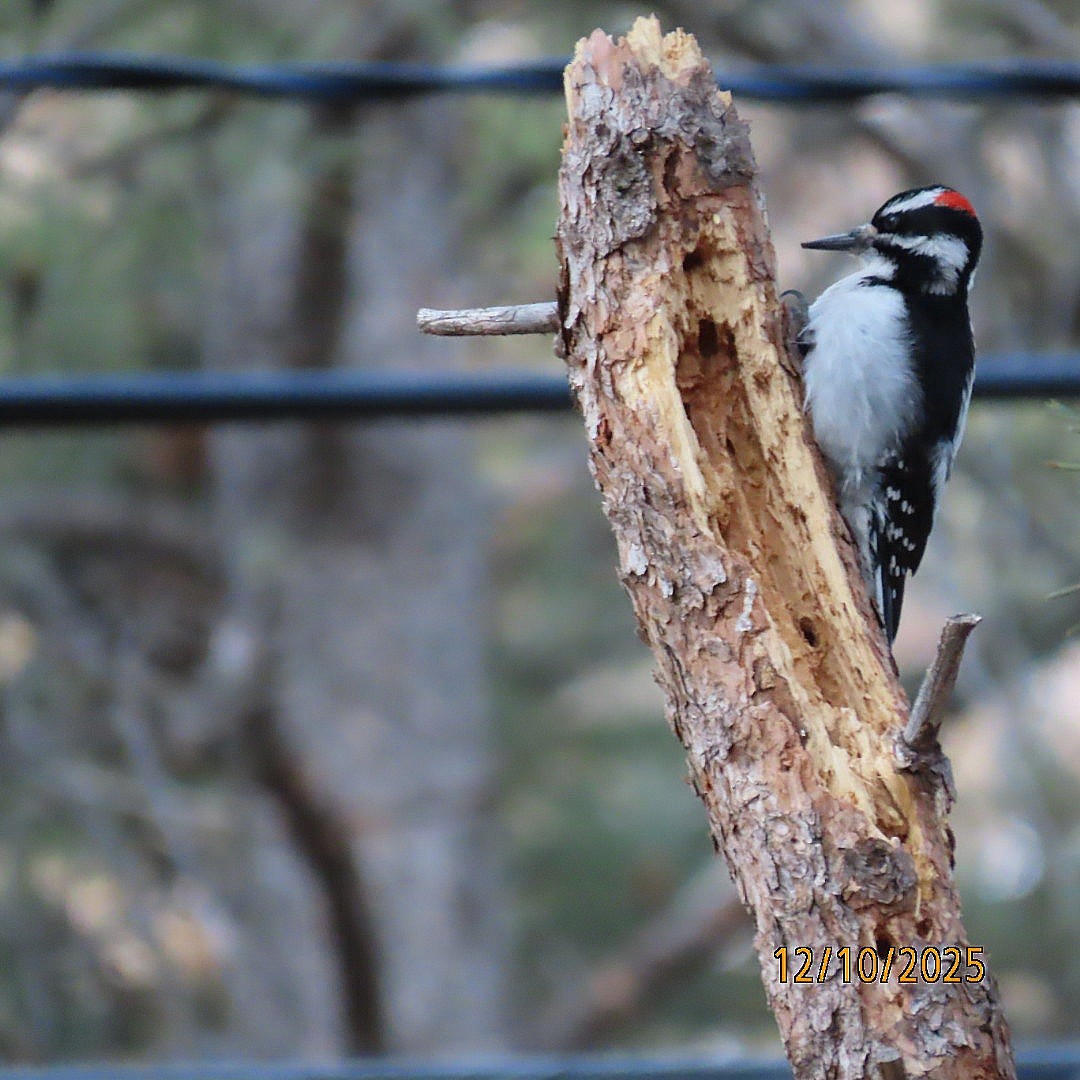 Hairy Woodpecker - ML646714902