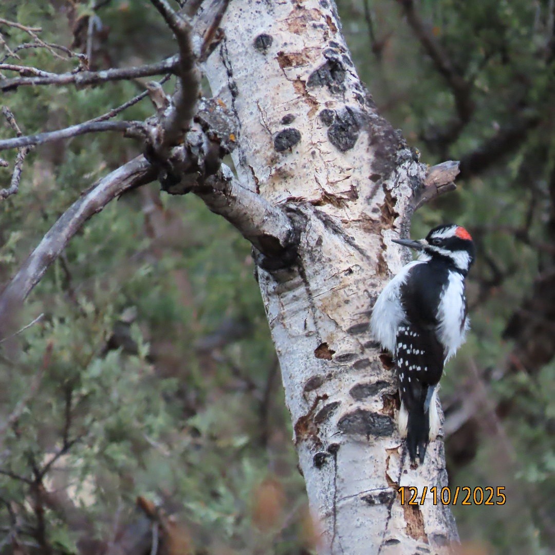 Hairy Woodpecker - ML646714903